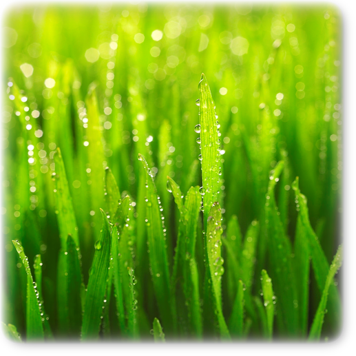 大麦若葉 大麦若葉